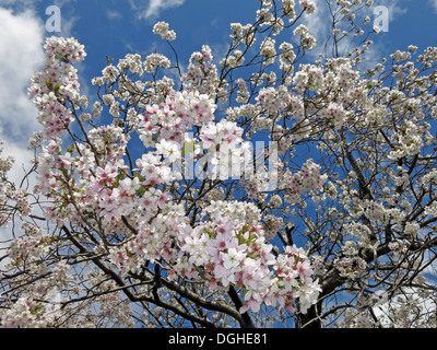 Segni di primavera nuovo bianco crema apple / Fiori di Ciliegio fiori contro un profondo cielo blu Inghilterra Foto Stock