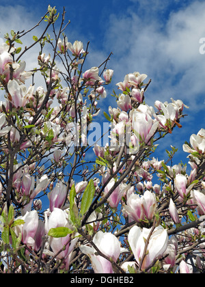 Fiori di arbusto di Magnolia, crema nella stagione primaverile europea Foto Stock