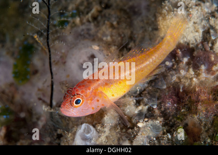 Dwarfgoby Redspot (Trimma halonevum) adulto, Seraya, Bali, Lesser Sunda Islands, Indonesia, Aprile Foto Stock