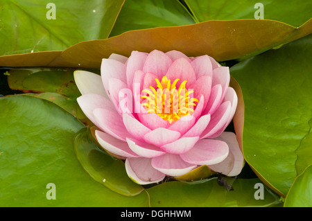 Nymphaea pubescens, Rosso Ninfee Bodnant Gardens, Conwy, Galles Foto Stock