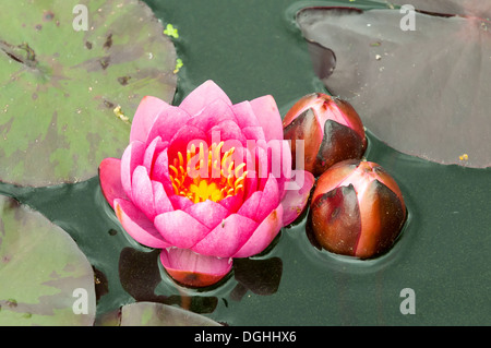 Nymphaea pubescens, Rosso Ninfee Bodnant Gardens, Conwy, Galles Foto Stock