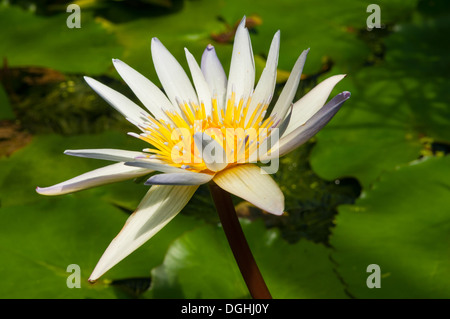 Nymphaea daubenyana, Daubensee il giglio di acqua, Oxford Giardini Botanici Foto Stock