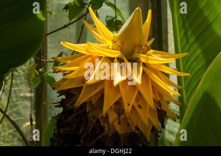 Lasiocarpa Musa, Nana cinese Banana, Oxford Giardini Botanici Foto Stock