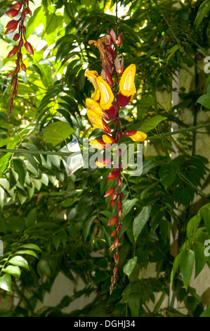 Thunbergia mysorensis, orologio indiano della vigna, Oxford Giardini Botanici Foto Stock