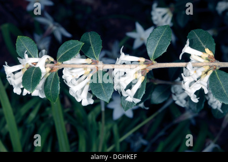 Fiori Osmanthus- nativo cinese- Osmanthus delavayi - Famiglia Oleaceae | Piante ornamentali Foto Stock