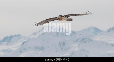 Gipeto, anche Lammergeier o Lammergeyer (Gypaetus barbatus) in volo su una catena montuosa, Vallese, Svizzera Foto Stock