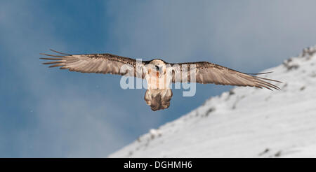 Gipeto, anche Lammergeier o Lammergeyer (Gypaetus barbatus) in volo su una coperta di neve montagna, Wallis Foto Stock