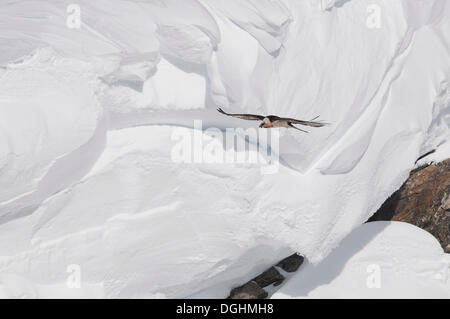 Gipeto, anche Lammergeier o Lammergeyer (Gypaetus barbatus) in volo su una coperta di neve montagna, Wallis Foto Stock