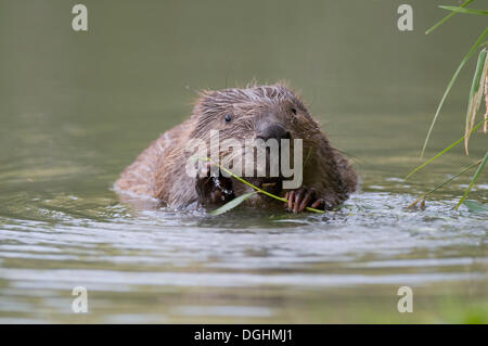 Castoro europeo (Castor fiber) rosicchia su un ramo di salice, Unterland tirolese, Tirolo, Austria Foto Stock