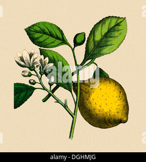 Lemon Tree, storico illustrazione, Moritz Willkomm, storia naturale del mondo vegetale, quarta edizione, Esslingen e Monaco di Baviera Foto Stock