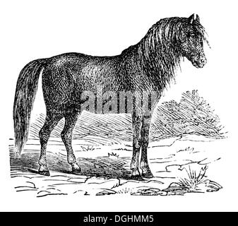 Cavallo, illustrazione storico, Marie Adenfeller, Friedrich Werner, illustrata la cucina e il servizio di pulizie prenota Foto Stock