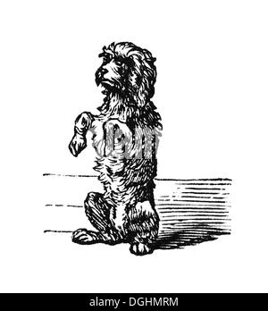 Vignette, poodle accattonaggio, storico illustrazione da: Marie Adenfeller, Friedrich Werner, illustrata la cucina e il servizio di pulizie Foto Stock