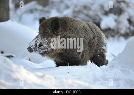 Il cinghiale (Sus scrofa), tusker in cappotto, captive, Bassa Sassonia, Germania Foto Stock