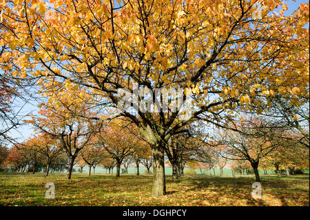 Ciliegio selvatico, ciliegio dolce o uccello ciliegio (Prunus avium), prato orchard in autunno, Turingia, Germania Foto Stock