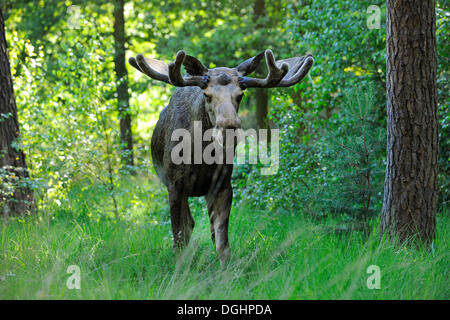 Eurasian elk o Alce (Alces alces) toro in velluto, membro Game Reserve, Germania Foto Stock