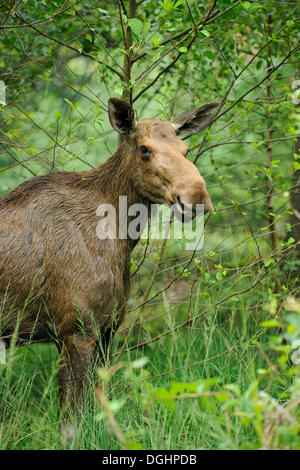 Eurasian elk o Alce (Alces alces), mucca, stato game reserve, Germania Foto Stock