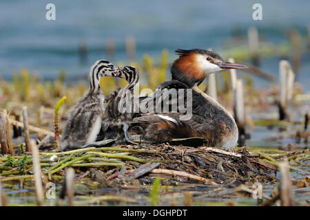Svasso maggiore (Podiceps cristatus), adulto, con quarreling pulcino su un nido, Turingia, Germania Foto Stock