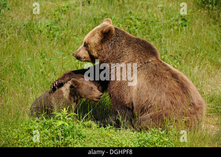 Unione l'orso bruno (Ursus arctos), cub con la madre, in un contenitore di animali, il Parco Nazionale della Foresta Bavarese, Baviera, Germania Foto Stock