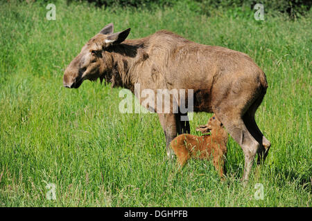 Eurasian Elk (Alces alces), mucca con vitello lattante, giovane, captive, Bassa Sassonia, Germania Foto Stock