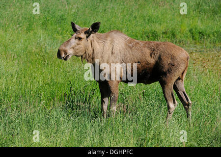 Eurasian Elk (Alces alces), mucca, captive, Bassa Sassonia, Germania Foto Stock