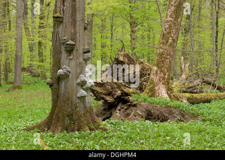 Tinder Fungo (Fomes fomentarius), funghi crescono sul tronco di un morto faggio, foresta di faggio in primavera Foto Stock
