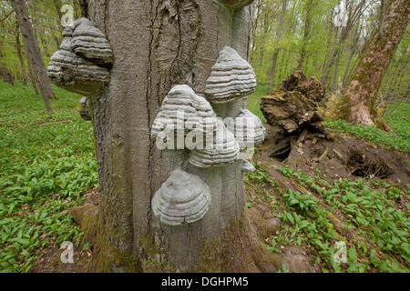 Tinder Fungo (Fomes fomentarius), funghi crescono sul tronco di un morto faggio (Fagus sylvatica), in primavera Foto Stock