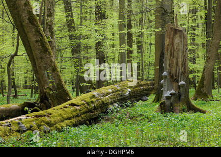 Deadwood con Tinder Fungo (Fomes fomentarius), la foresta di faggio in primavera, Parco Nazionale Hainich, Turingia, Germania Foto Stock