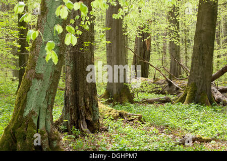 Foresta di faggio (Fagus sylvatica) in primavera, Parco Nazionale Hainich, Turingia, Germania Foto Stock