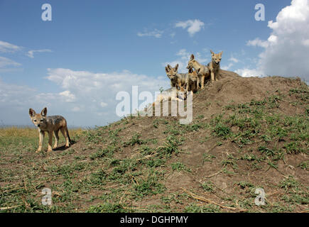 Nero-backed Jackal, argento-backed o rosso Jackal (Canis mesomelas) sulla collina Foto Stock