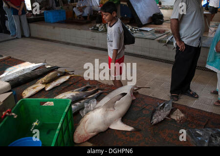 Little Boy guardando il pesce per la vendita nel mercato del pesce di Muttrah, Oman, Medio Oriente Foto Stock