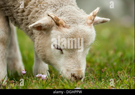 Agnello di pascolare su Buness, Isole Shetland Scozia, Regno Unito, Europa Foto Stock