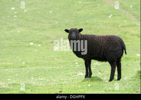 Agnello nero su Buness, Isole Shetland Scozia, Regno Unito, Europa Foto Stock