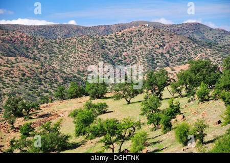 Paesaggio di montagna arida con alberi di Argan (Argania spinosa, Anti-Atlas, Souss-Massa-regione Draâ, Marocco Foto Stock