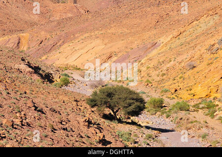 Tipico paesaggio con un letto asciutto del fiume, Oued, Anti-Atlas, Souss-Massa-regione Draâ, Marocco Foto Stock