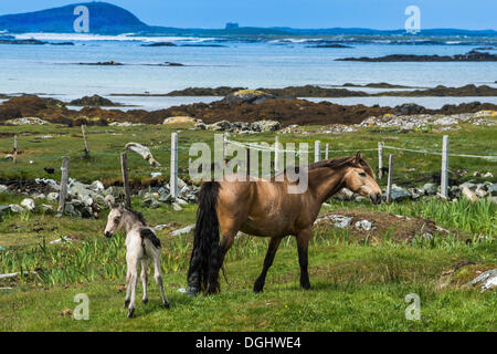 Mare con un puledro, i cavalli in un paddock sulla costa, Connemara, Irlanda, Europa Foto Stock