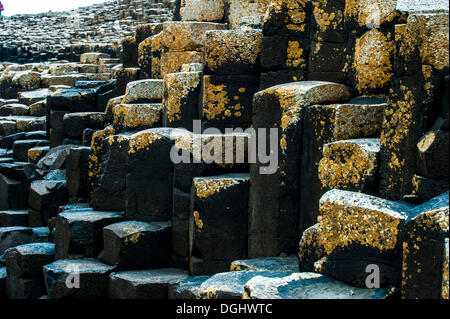 Rocce di basalto, Giant Causeway, Coleraine, Irlanda del Nord, Regno Unito, Europa Foto Stock