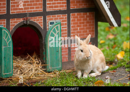Il coniglio domestico (oryctolagus cuniculus f. domestica) davanti a una casa in legno e muratura come un hutch, Amburgo Foto Stock