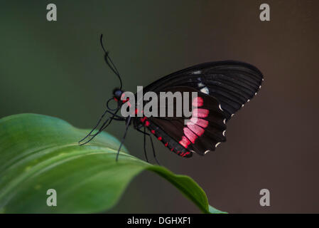 Longwing o Heliconian (Heliconius sp.), Manaus, Amalzonas, Brasile Foto Stock