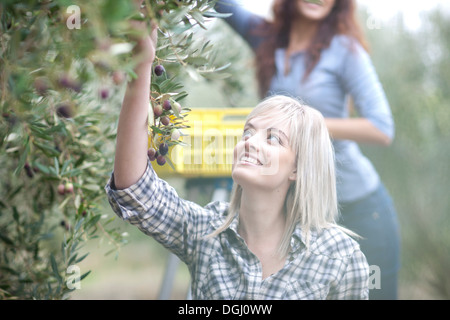 Donna raccolta delle olive in Oliveto Foto Stock