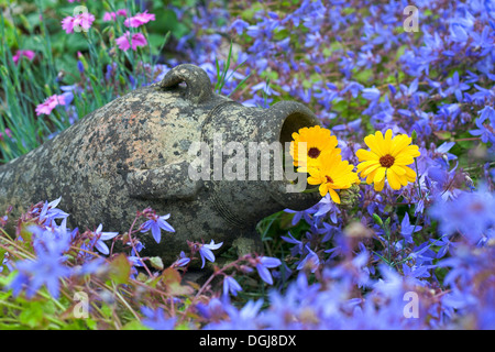 Calendula fiori che crescono in un urna in pietra circondato da Campanula. Foto Stock