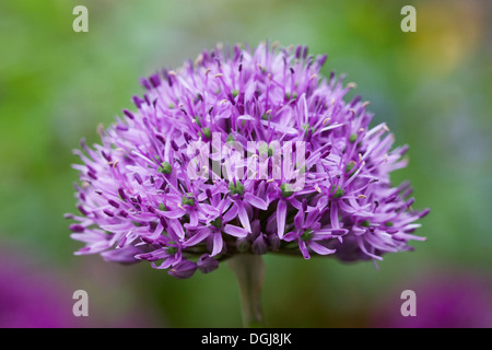 Allium fiore di testa. Foto Stock