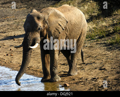 Elefante africano (Loxodonta africana) bere in corrispondenza di un foro per l'acqua, Madikwe Game Reserve, Sud Africa e Africa Foto Stock