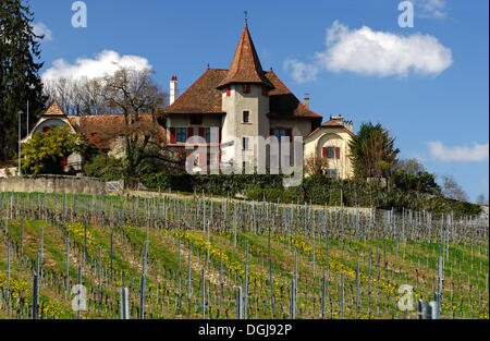 Vigneto con vitigni di uve Chasselas ai piedi delle montagne del Giura in primavera, Begnins, Vaud, Svizzera, Europa Foto Stock