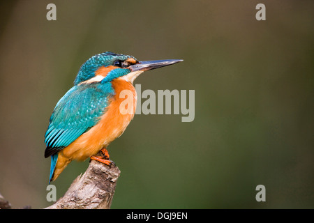 Un kingfisher appollaiate su un ramo. Foto Stock