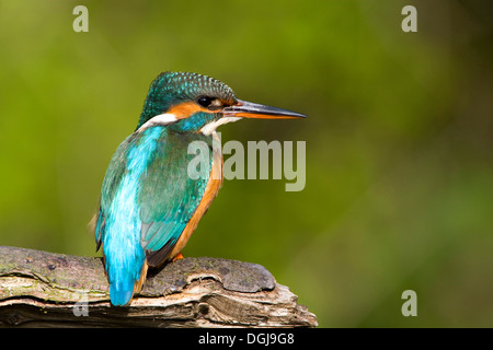 Un colorato kingfisher appollaiato su un ramo. Foto Stock