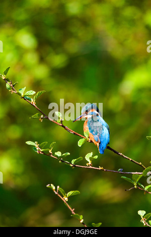 Un colorato kingfisher appollaiato su un ramo. Foto Stock