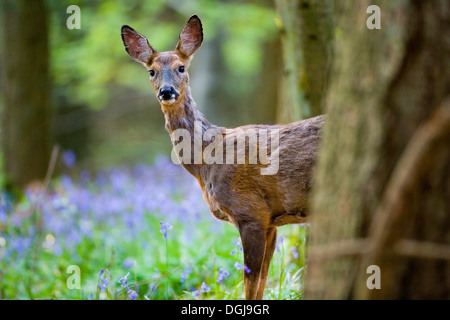 Un curioso capriolo in una foresta di bluebells. Foto Stock