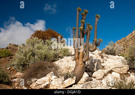 Multi-Club armati piede di elefante o Trunk Halfmens (Pachypodium namaquanum) nel suo habitat naturale in un campo di quarzo Foto Stock