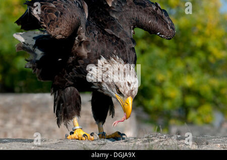 African Fish Eagle (Haliaeetus vocifer) con il cibo nel suo becco, captive, Heimbach, Nord Reno-Westfalia, Germania Foto Stock