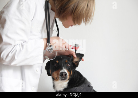 Veterinario femmina esaminando i cani orecchio Foto Stock